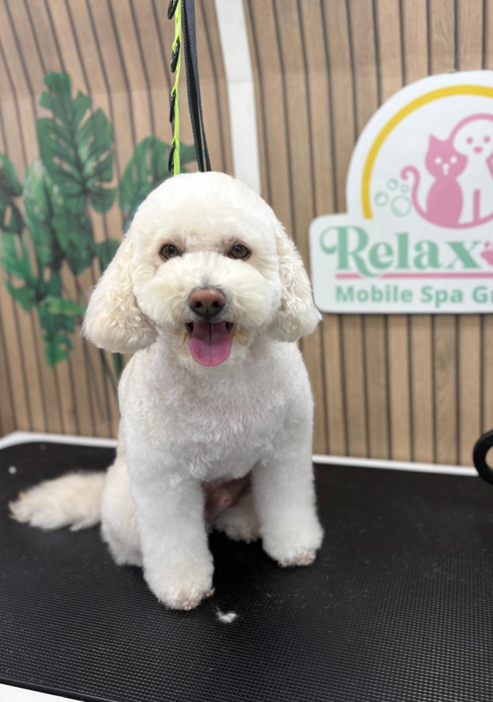 Mascota en Relax Pets Spa Grooming — imagen 8