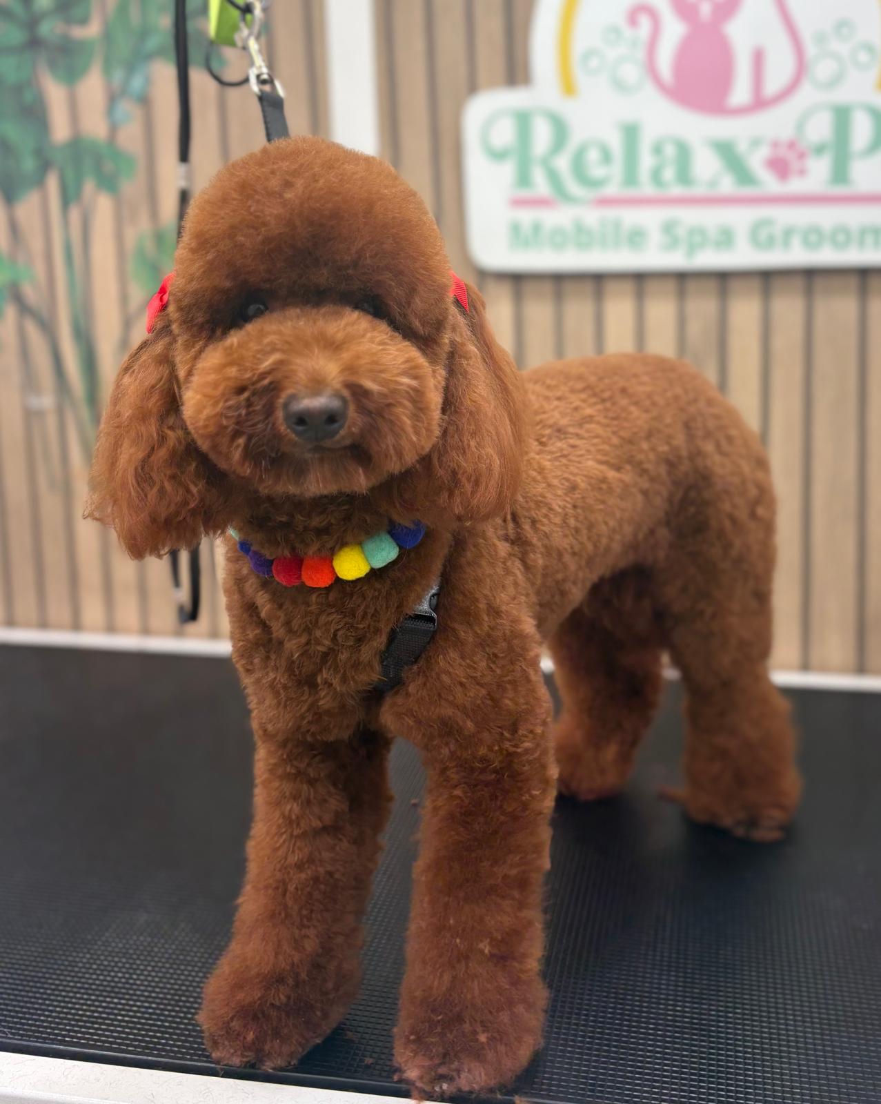 Mascota en Relax Pets Spa Grooming — imagen 9