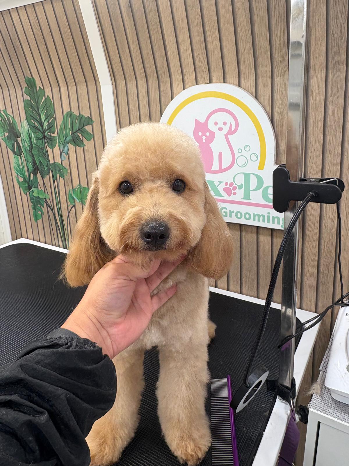 Mascota en Relax Pets Spa Grooming — imagen 4
