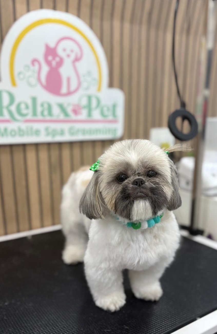 Mascota en Relax Pets Spa Grooming — imagen 5